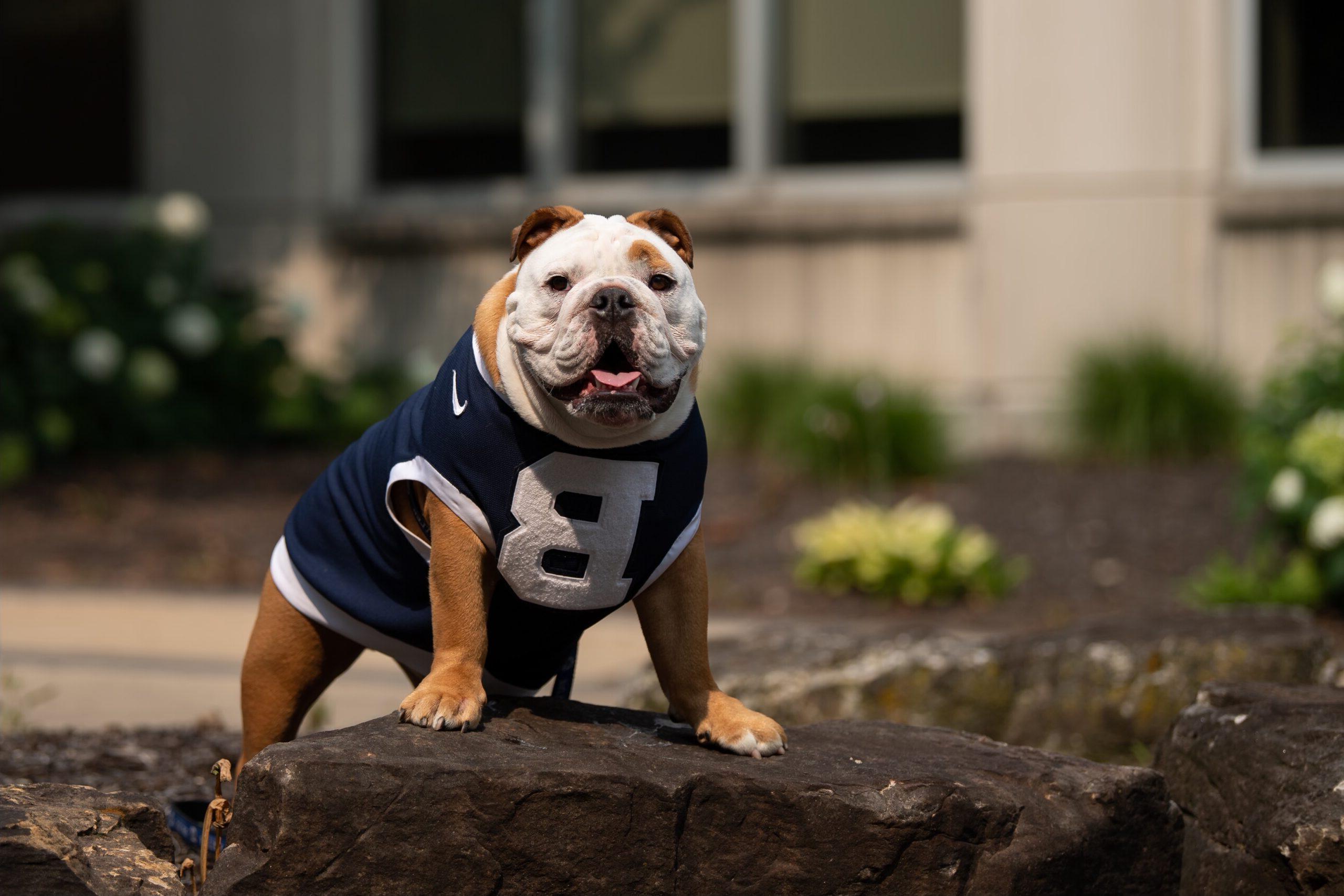 A bulldog wearing a Butler sweater perches on a rock